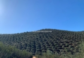 Finca rústica en venda a Fuente Obejuna ref.: TR187525 foto