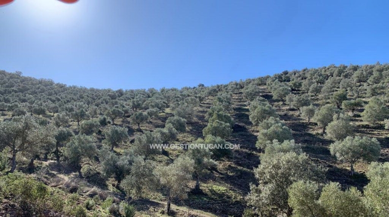 Córdoba - Fuente Obejuna - 156m2