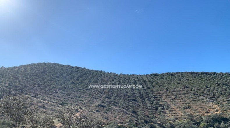 Córdoba - Fuente Obejuna - 156m2