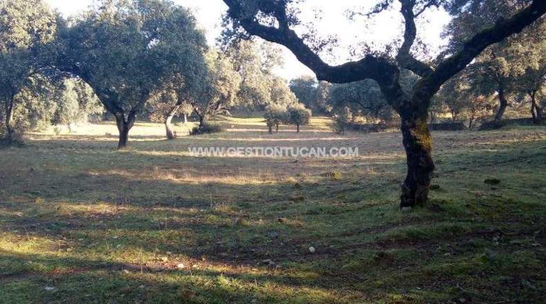 Toledo - Parrillas - 40000m2