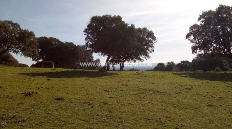Toledo - Parrillas - 180200m2