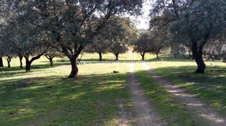 Toledo - Parrillas - 180200m2