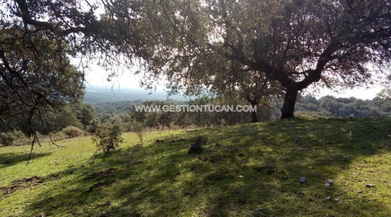 Toledo - Parrillas - 180200m2