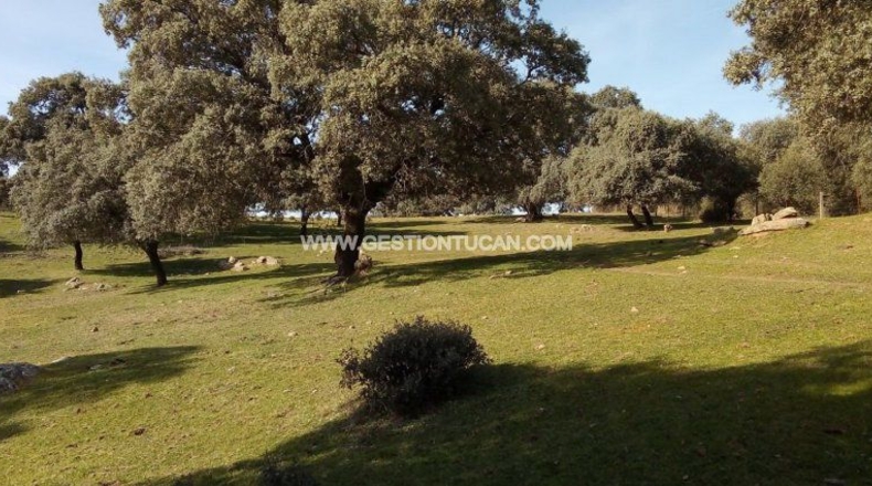 Toledo - Parrillas - 180200m2