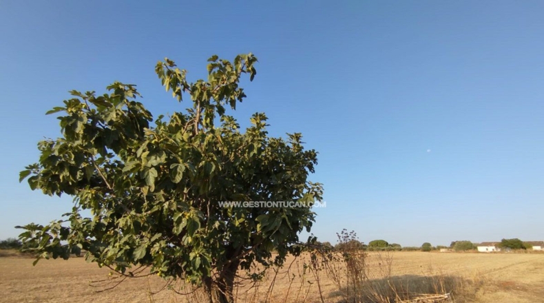 Toledo - Calera y Chozas - 28000m2