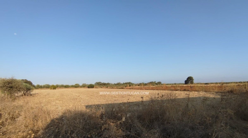 Toledo - Calera y Chozas - 28000m2