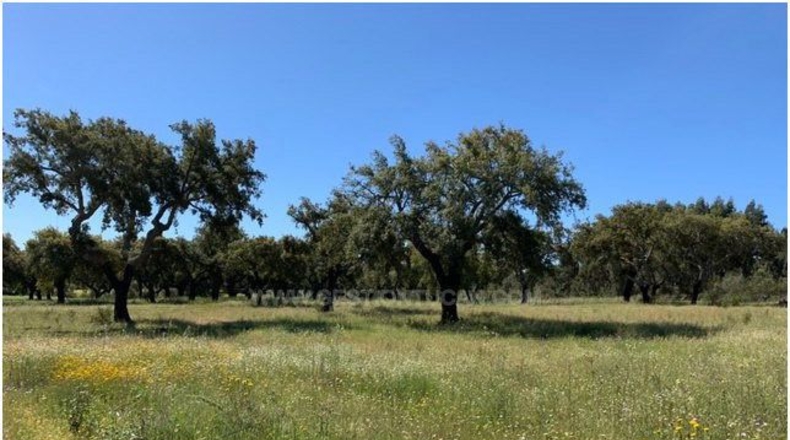 Badajoz - La Codosera - 1950000m2