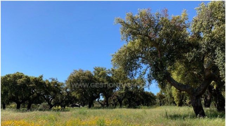 Badajoz - La Codosera - 1950000m2