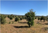 Terreno no urbanizable en venta en La Codosera ref: TR53851 foto
