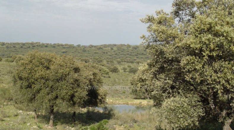 Cáceres - Serrejón - 1850000m2