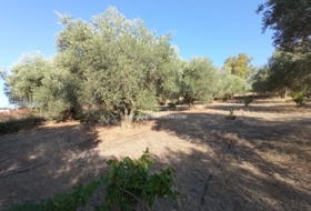 Talavera de la Reina 7000&nbsp;м²