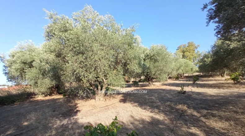 Toledo - Talavera de la Reina - 7000m2