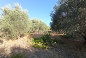 Talavera de la Reina 7000&nbsp;м²