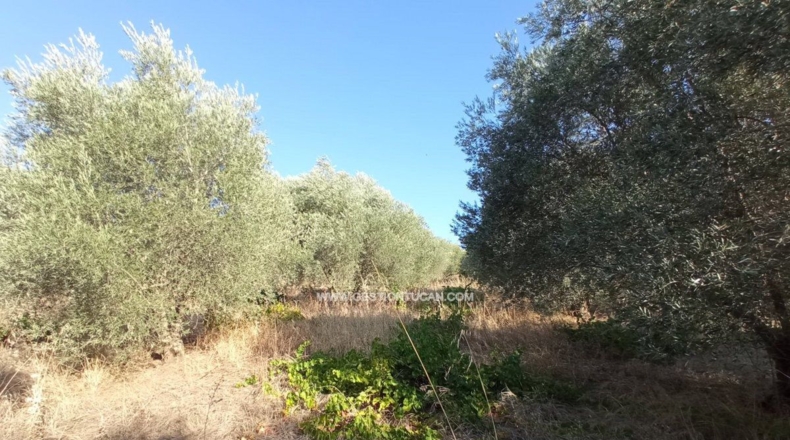 Toledo - Talavera de la Reina - 7000m2