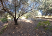 Finca rústica en venta en Talavera de la Reina ref: TR90984 foto