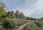 Xalet independent amb terreny en venda a Borriol ref.: TR81236 foto