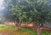 Non-developable land for sale in Sella ref: TR367075 photo