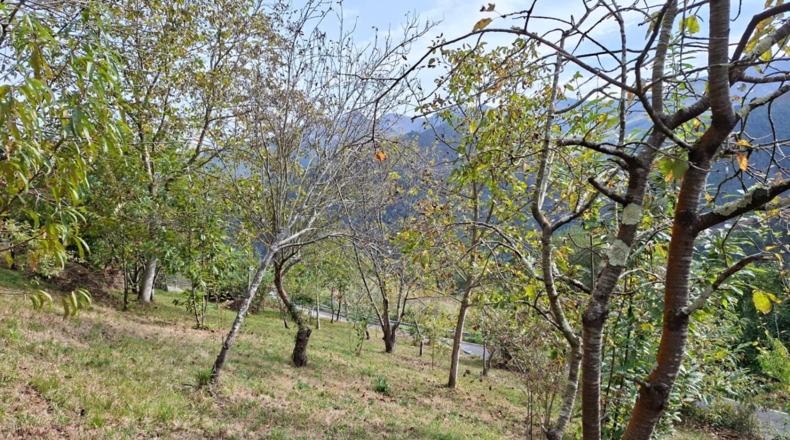 Asturias - Villayón - 2262m2