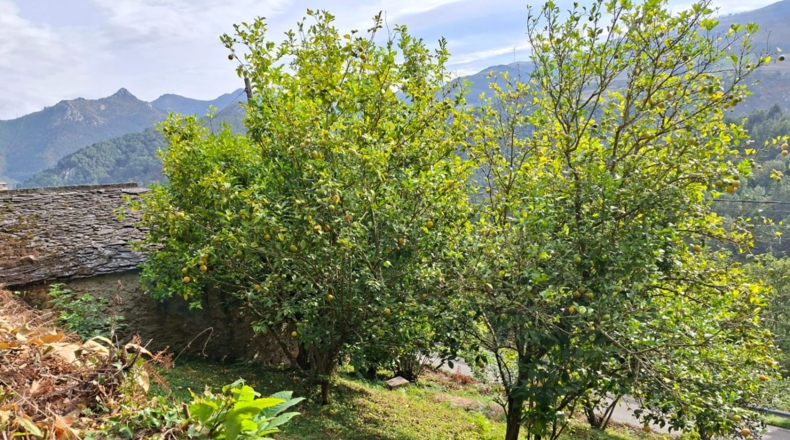 Asturias - Villayón - 2262m2