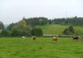 Non-developable land for sale in Coaña ref: TR68103 photo