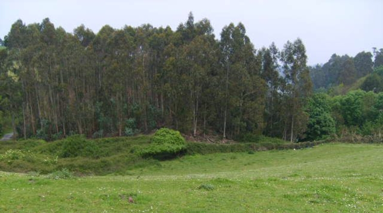 Asturias - Folgueiras - 16968m2