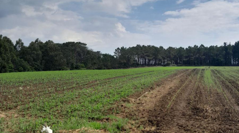 Asturias - Lóngara - 3500m2