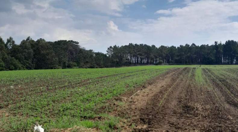 Asturias - Lóngara - 3500m2