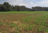 Non-developable land for sale in El Franco ref: TR68102 photo