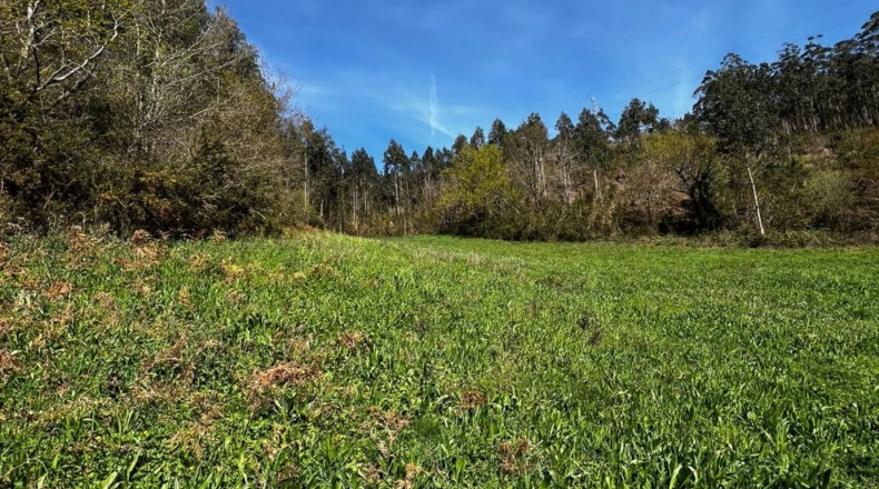 Asturias - Villayón - 30000m2