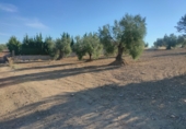 Sòl urbà en venda a Almendralejo ref.: TR59131 foto
