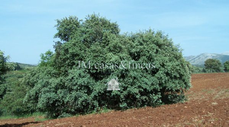 Malaga - Arriate - 30000m2