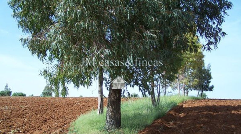 Malaga - Arriate - 30000m2