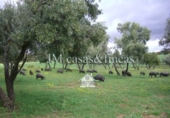 Finca rústica en venda a Ronda ref.: TR29814 foto