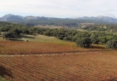 Finca rústica en venda a Ronda ref.: TR188384 foto