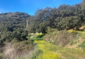 Rural estate for sale in Ronda ref: TR106752 photo