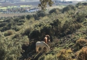 Rural estate for sale in Ronda ref: TR106752 photo