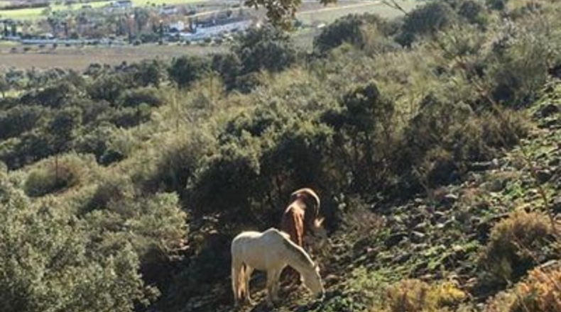 Málaga - Ronda - 60000m2