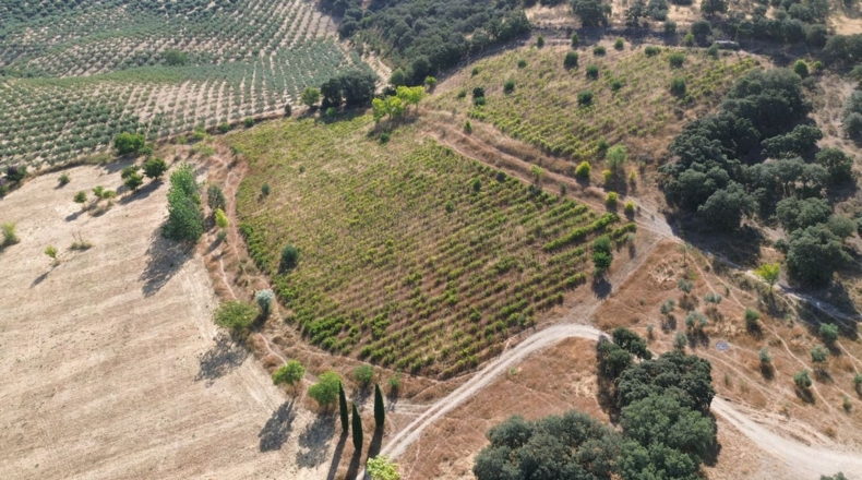 Кадис - Setenil de las Bodegas - 700m2