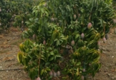 Finca rústica en venda a Vélez-Málaga ref.: TR98890 foto