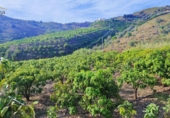 Finca rústica en venda a Vélez-Málaga ref.: TR98890 foto