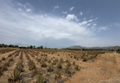 Finca rústica en venta en la España, Cártama, ref: TR287101 foto
