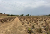 Finca rústica en venta en la España, Cártama, ref: TR287101 foto