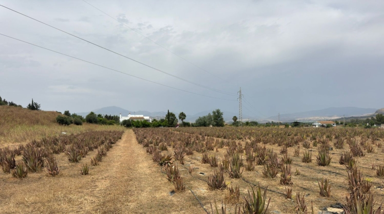Málaga - Cártama - 81000m2