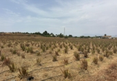 Finca rústica en venta en la España, Cártama, ref: TR287101 foto