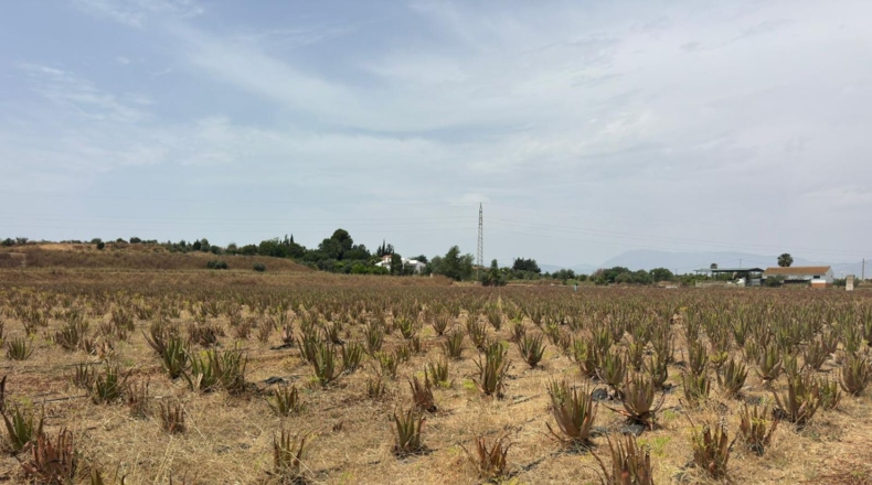 Málaga - Cártama - 81000m2