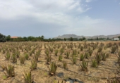 Finca rústica en venta en la España, Cártama, ref: TR287101 foto