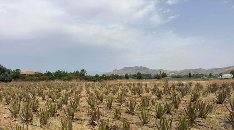 Málaga - Cártama - 81000m2
