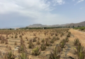 Finca rústica en venta en la España, Cártama, ref: TR287101 foto