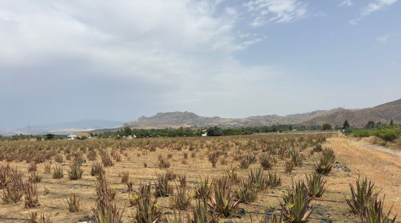 Málaga - Cártama - 81000m2