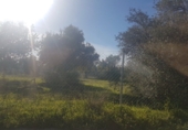 Finca rústica en venda a Alhaurín el Grande ref.: TR29832 foto